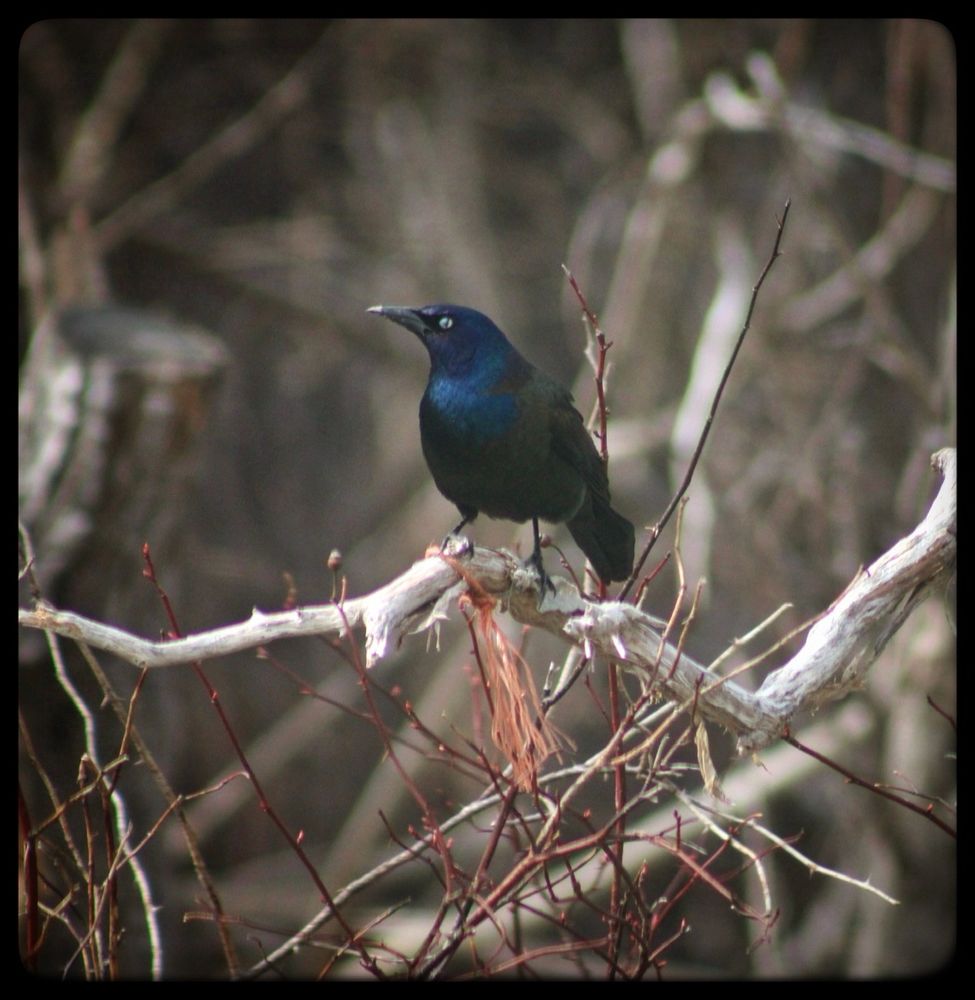 Bird sits on a spindly branch that has frayed string tied to it.