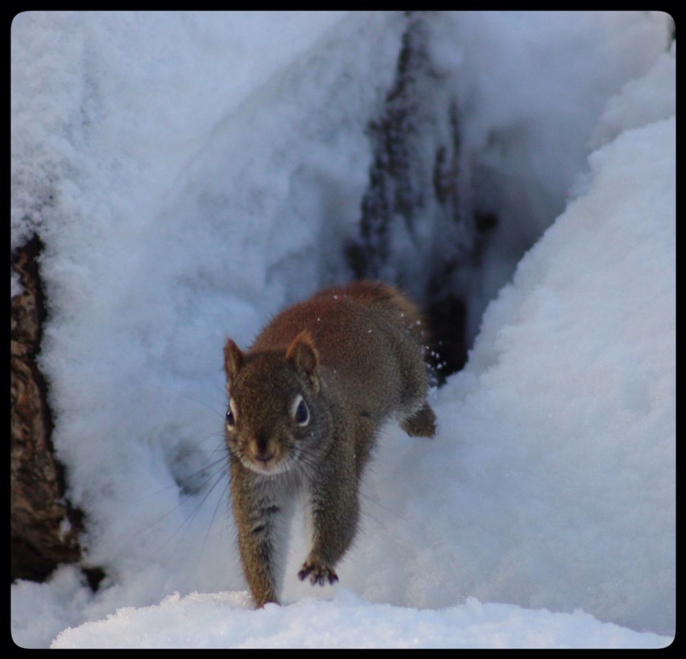 A squirrel jumps and snow is everywhere.