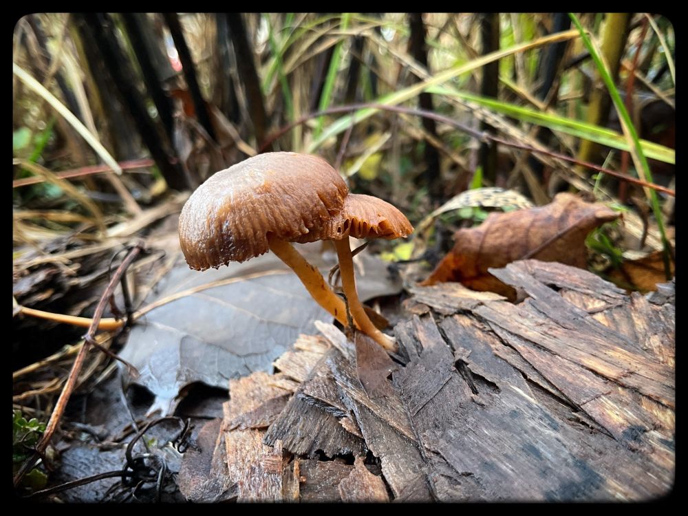 Two mushrooms grow out of wood.