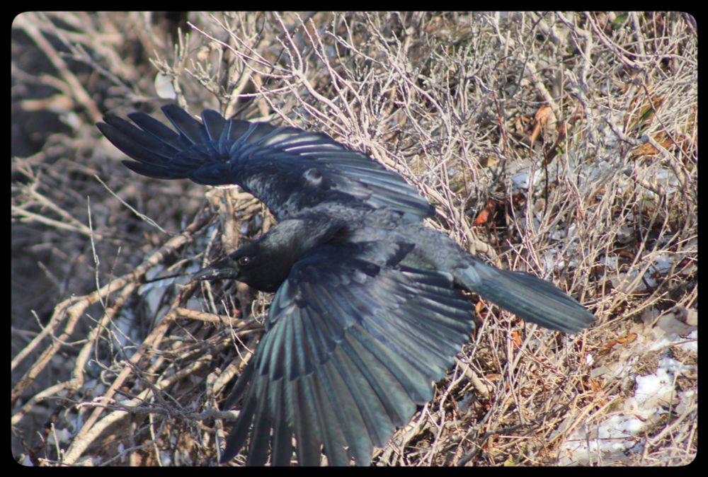 A crow taking flight, wings outstretched.