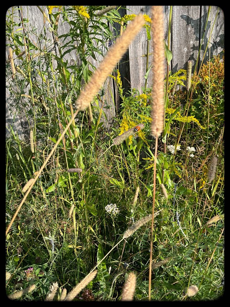 Amidst wild tangled green and straw, a glint of a ladybird red.