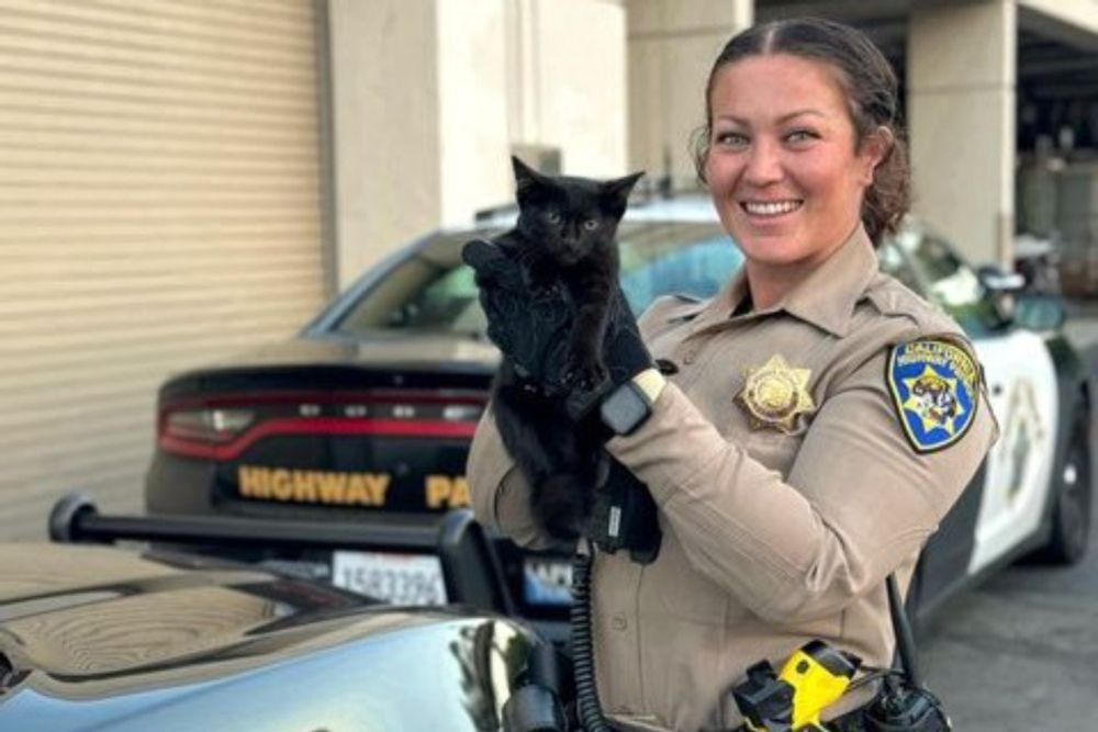 Photos: CHP rescues stranded black kitten on Oakland highway