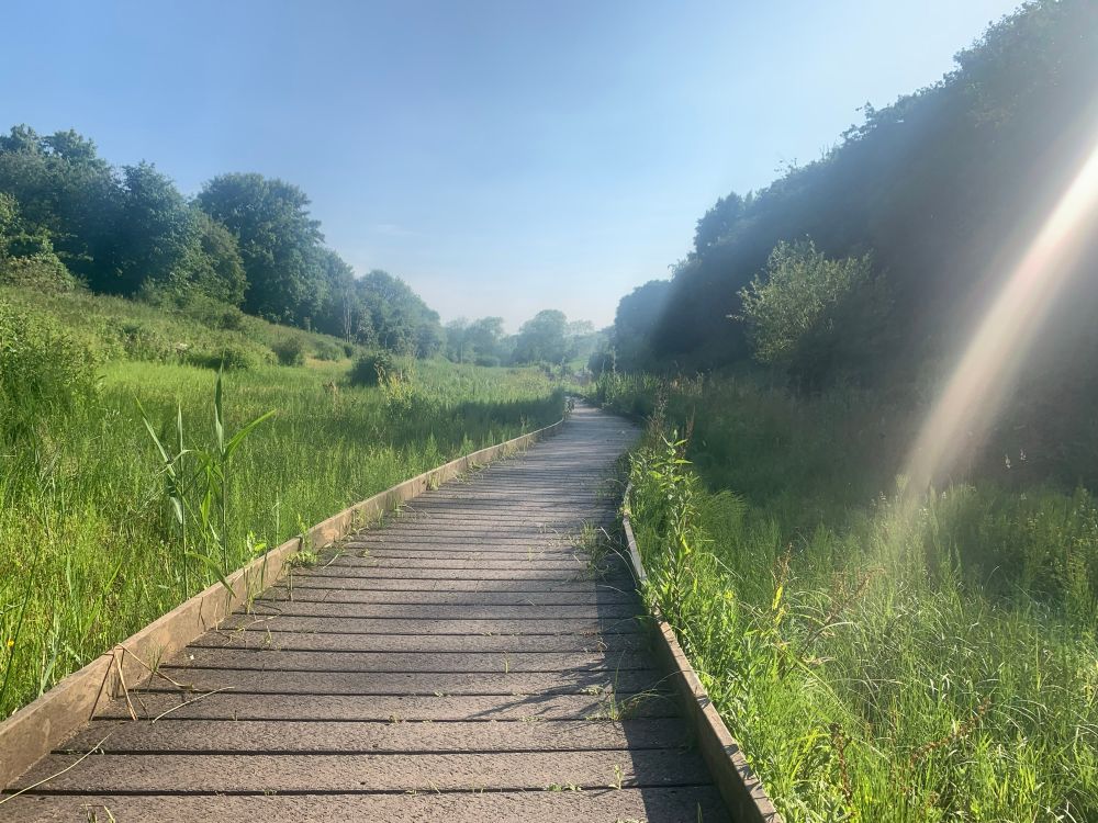 Board walk in a nature reserve with long green grass and trees either side, against a sunny blue sky. 
