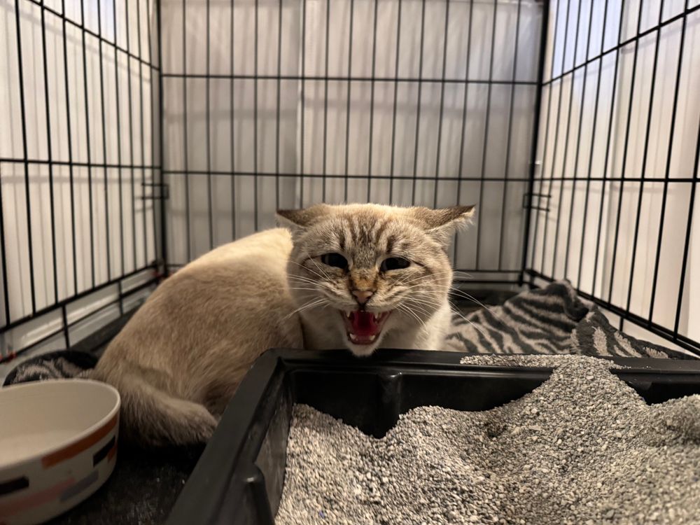 Small lynx point Siamese cat hissing