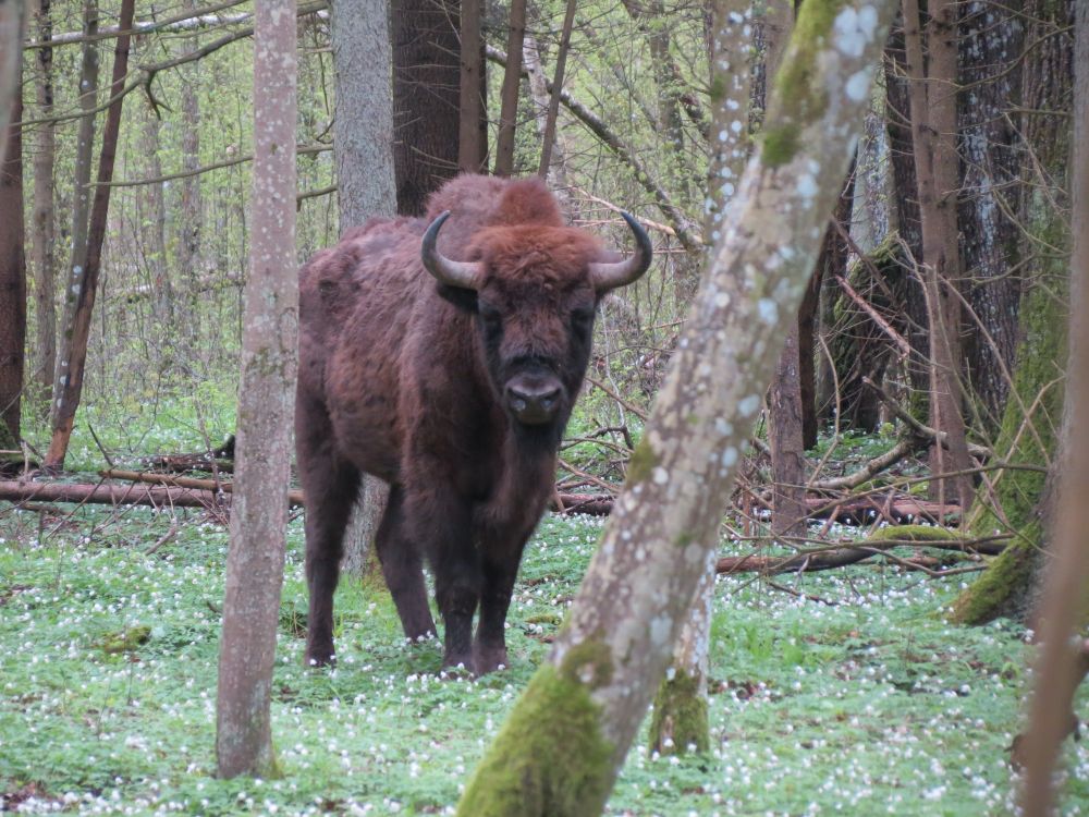 Bison in Bialowieza Forest (c) R Broughton