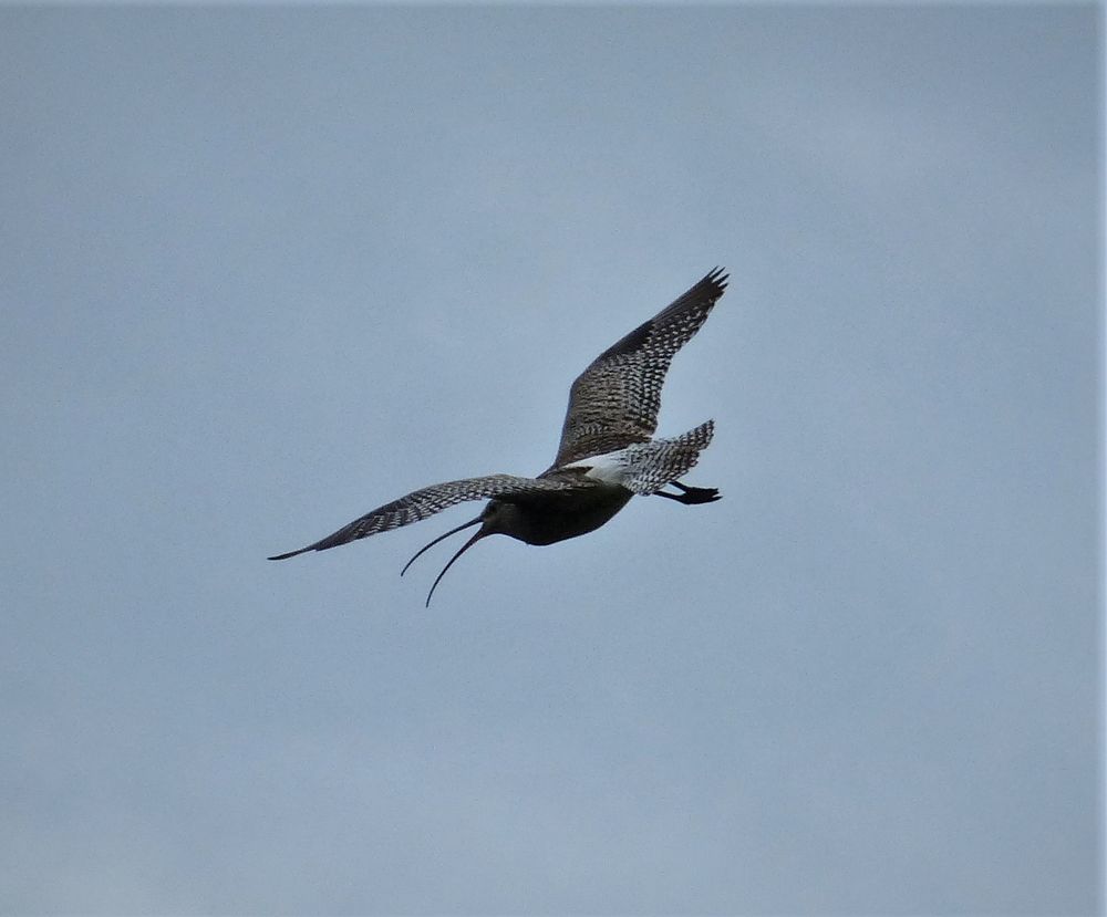 Curlew (Numenius arquata), Machrie Moor, Isle of Arran, by gailhampshire
https://commons.wikimedia.org/wiki/File:Curlew_Numenius_arquata_(38427600324).jpg