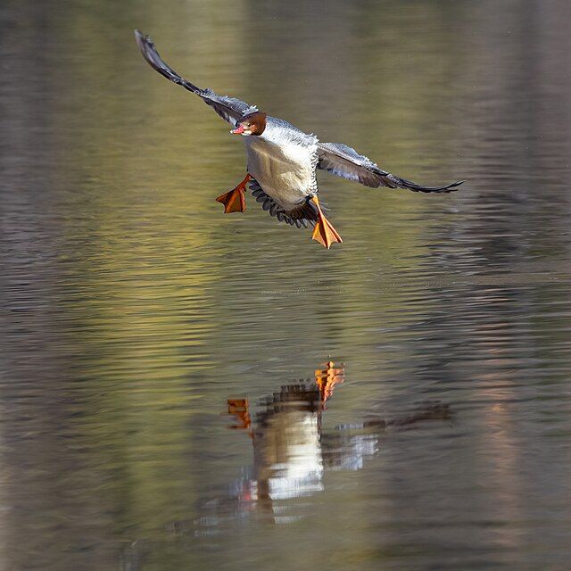 Goosander (Common Merganser)
Frank Schulenburg via wiki commons
https://commons.wikimedia.org/wiki/File:Common_merganser_landing_on_Lake_Siskiyou-2037.jpg