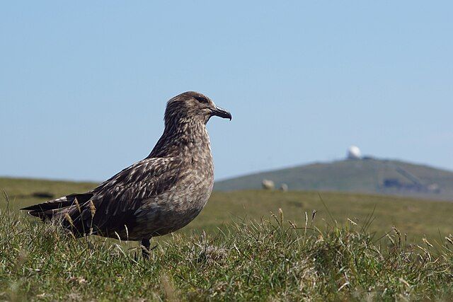 Great Skua in Shetland
https://commons.wikimedia.org/wiki/File:Bonxie_aka_Great_Skua_(Stercorarius_skua),_Hermaness_-_geograph.org.uk_-_6509392.jpg