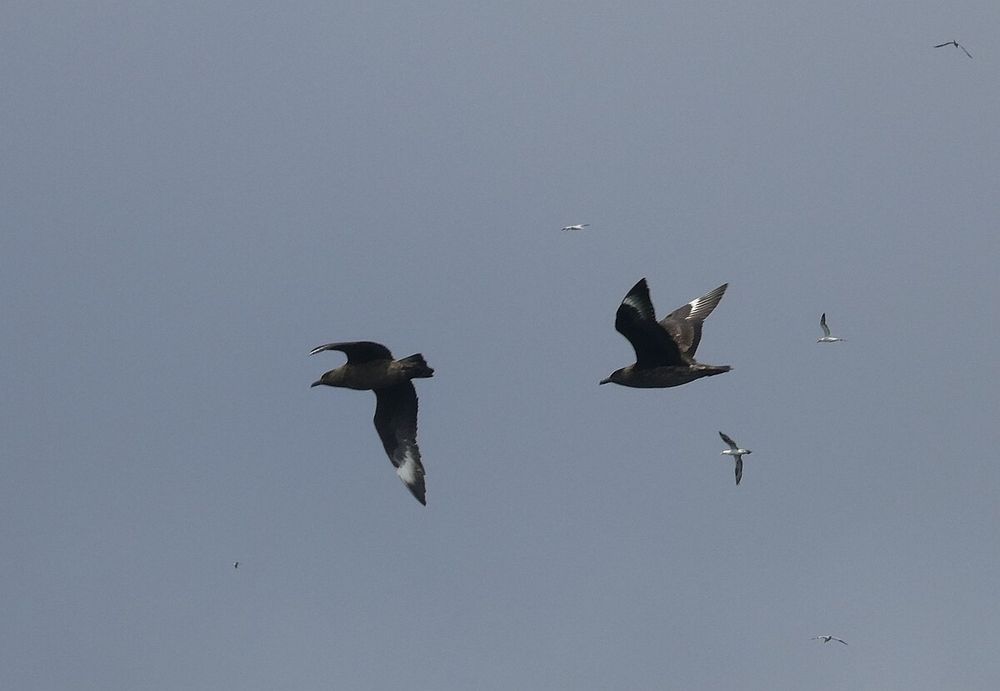 Great Skuas
(c) Rob Farrow
https://commons.wikimedia.org/wiki/File:Two_Bonxies_(Great_Skuas)_in_flight_-_geograph.org.uk_-_6889585.jpg