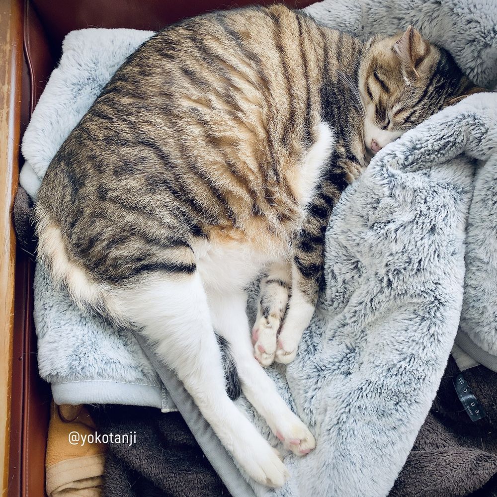 眠る猫