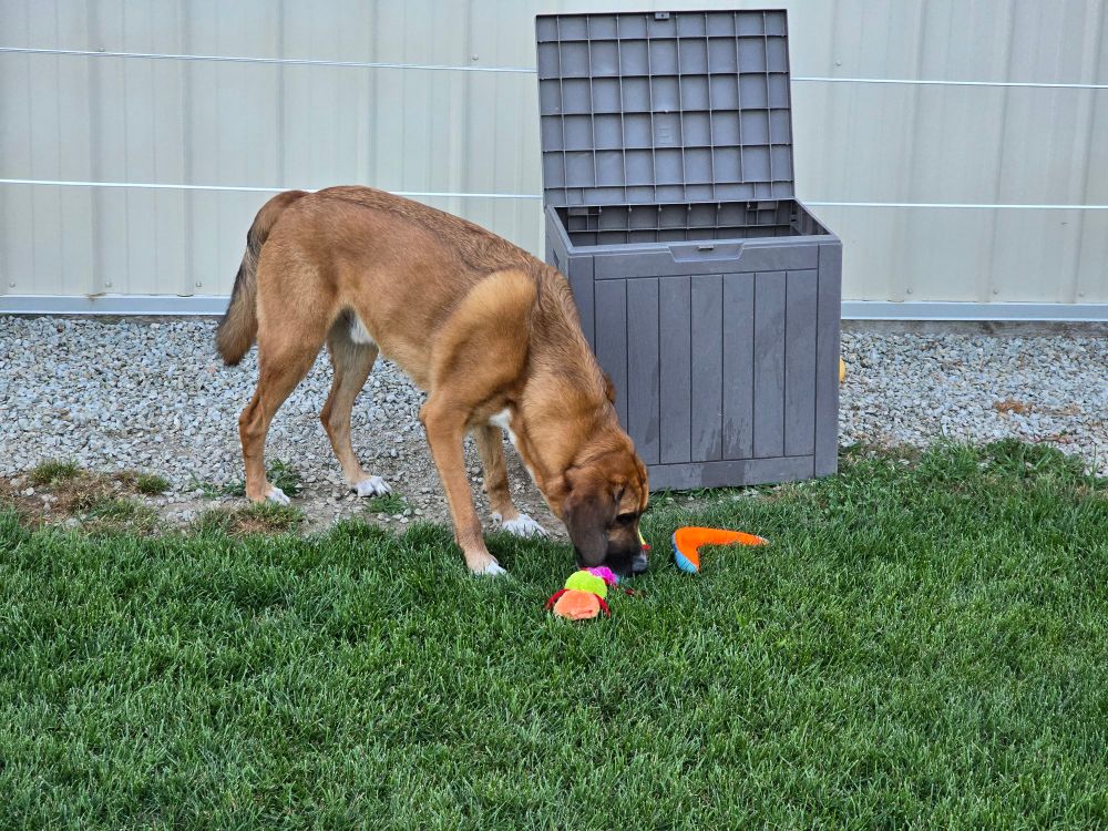 Dog bending down to select a multicolor plush snake toy adjacent to an orange boomerang in the grass. The toys are in front of a dog park toy box. 