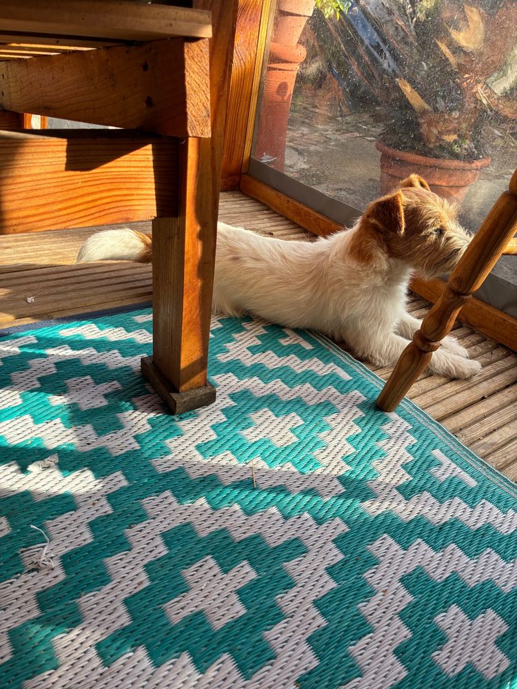 A rough coated Jack Russell pup. White with caramel head. In the sun. 