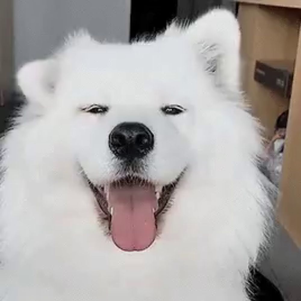 a white dog with a pink tongue sticking out is smiling and looking at the camera .