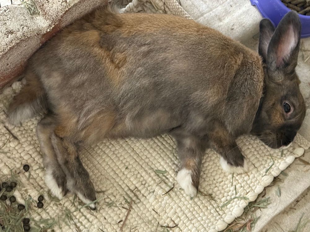 A picture of Rosa sleeping on her side. Her fat belly is visible, along with the white pads of all four feet. Her little tail is also relaxed and outstretched. One eye remains open for some reason, but she didn’t react when I held the camera above her. Rosa the sleeping bunny is cute.