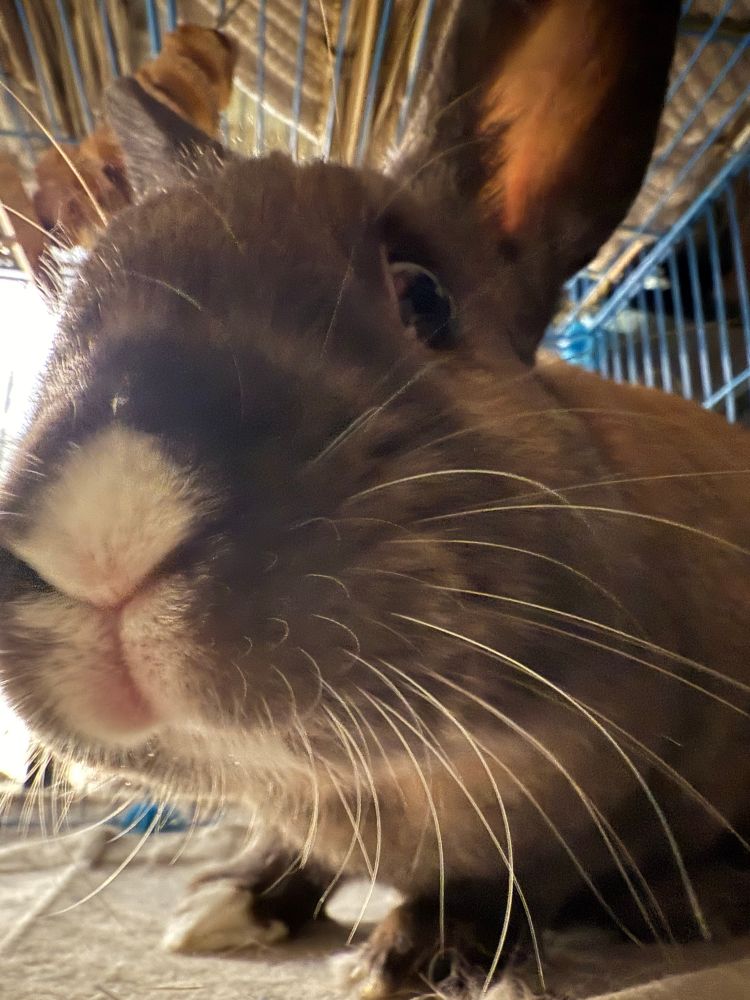 Rosa the bunny looking inquisitively at the camera. She is moving in slowly while sniffing at it, coming for a close inspection. Her whiskers are outstretched, with an ear faced towards my hand and phone. Rosa the bunny is cute.