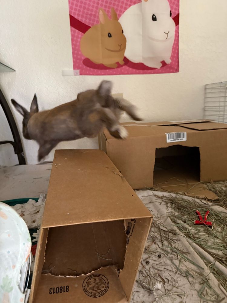Rosa the bunny flying away from the camera! She is doing a great jump, and I have captured her in midair. Her tail is sticking out, and her rear feet are starting to come forward for landing. Ross the bunny is blurry and cute.