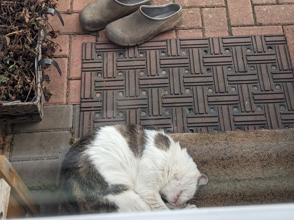 senior cat Bruiser curled up on the backdoor mat