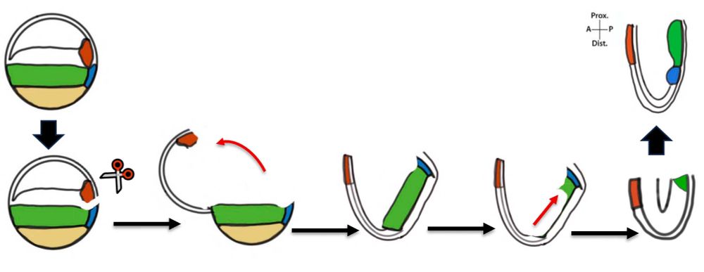 Topological relationship between Spemann-Mangold Organizer and mouse organizers.