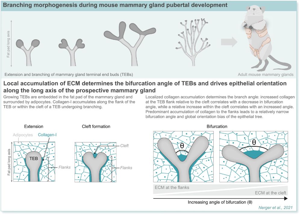 Branching morphogenesis driven by localized deposition of interstitial matrix. 