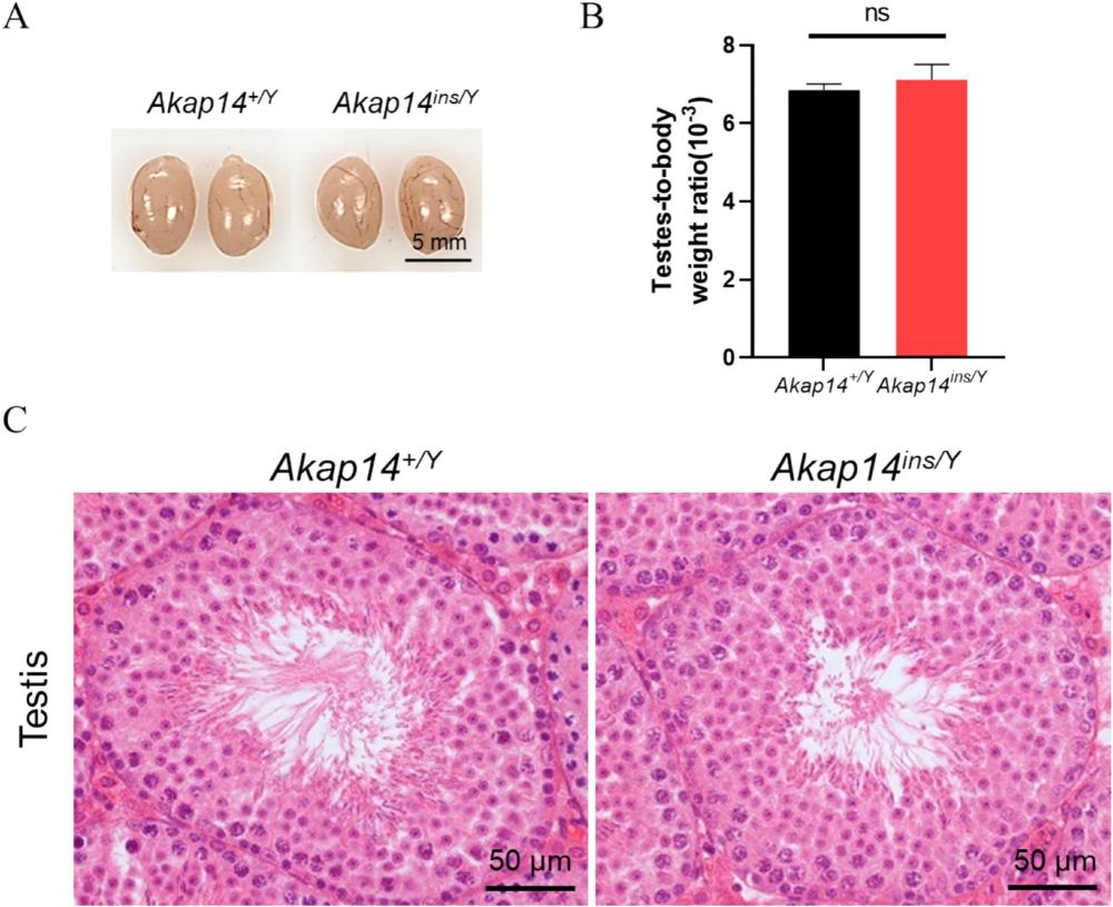Normal spermatogenesis in Akap14ins/Y mice.