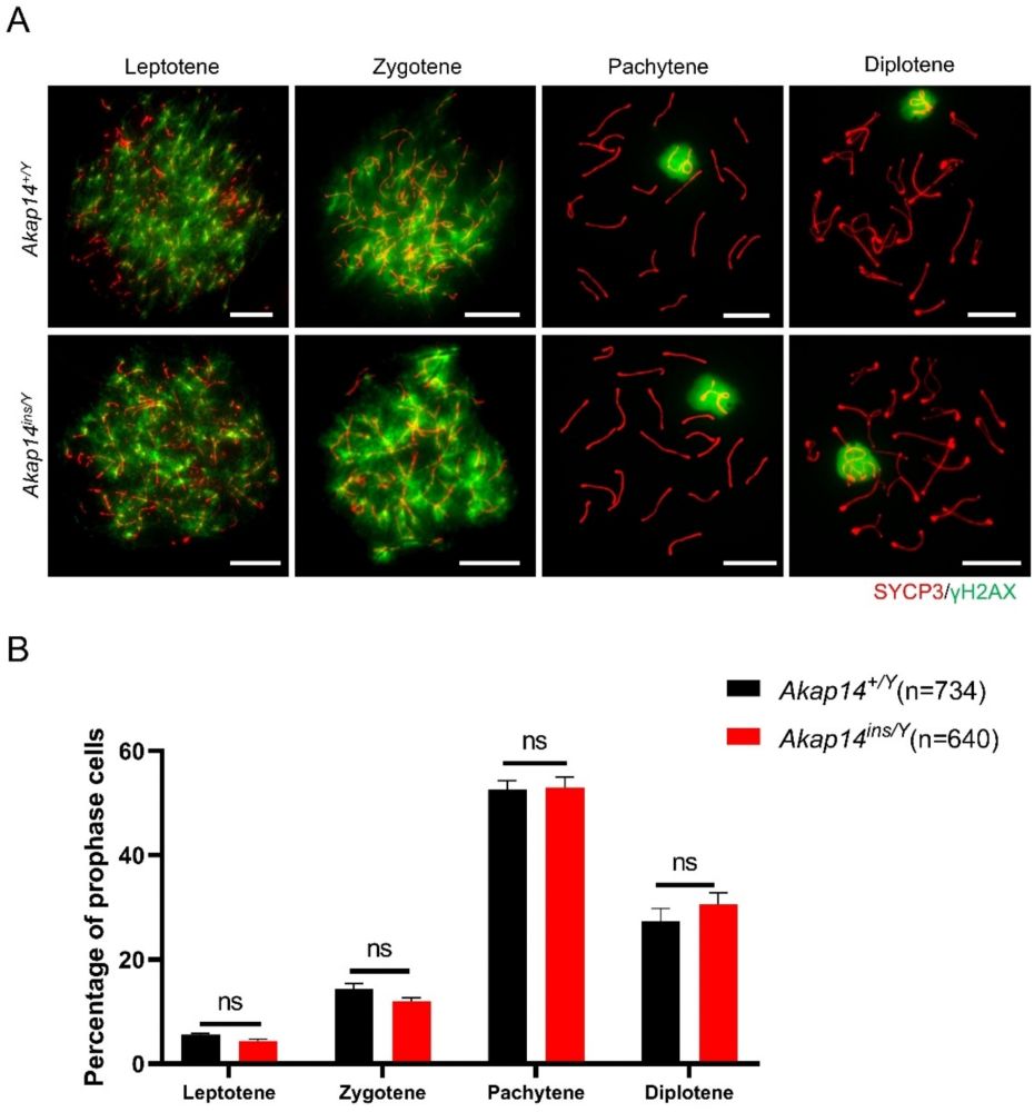Normal meiotic progression in Akap14ins/Y mice.