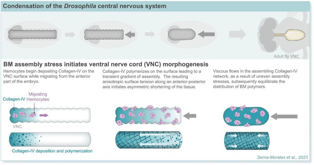 Alteration in tissue morphology by intrinsic stresses in an assembling BM network.