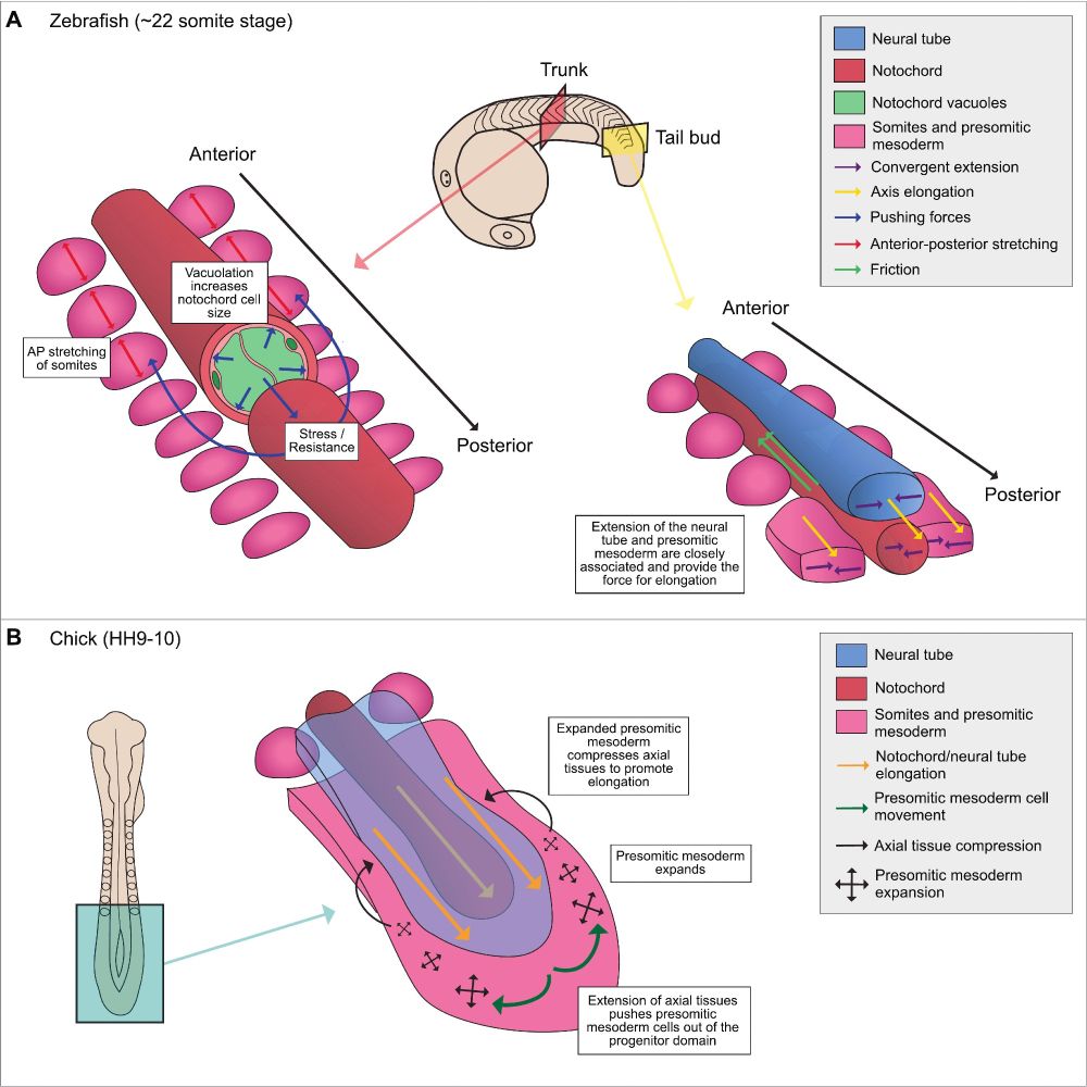 Mechanical interactions that promote temporal coordination between axial and paraxial tissues during body axis elongation.