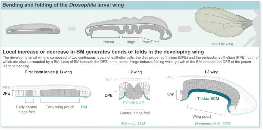 Tissue bending through localized BM growth or dissolution.