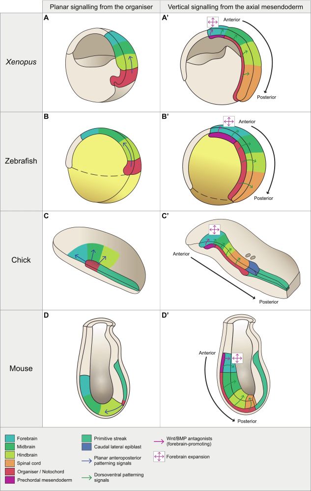  A comparison of the signalling interactions between the organiser/organiser-derived tissues and the neural plate across vertebrate model organisms. Diagrams depict each embryo in 3D, sliced along the sagittal plane.