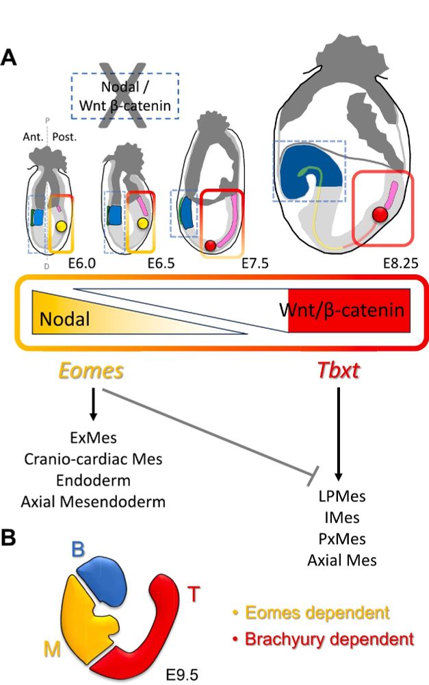 The organizer and the modular organization of the mouse embryo