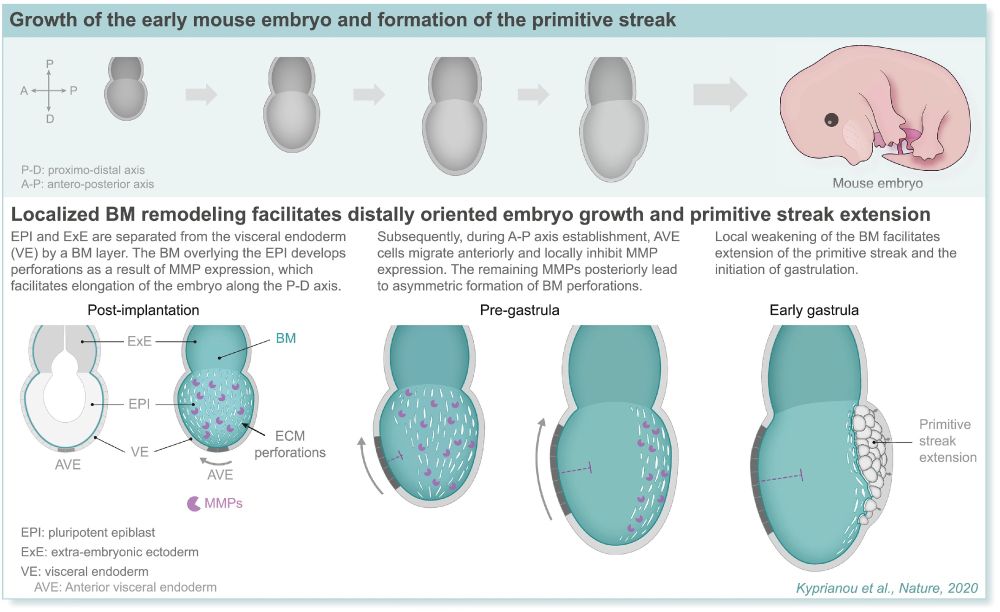 Asymmetric tissue expansion through anisotropic BM remodeling.