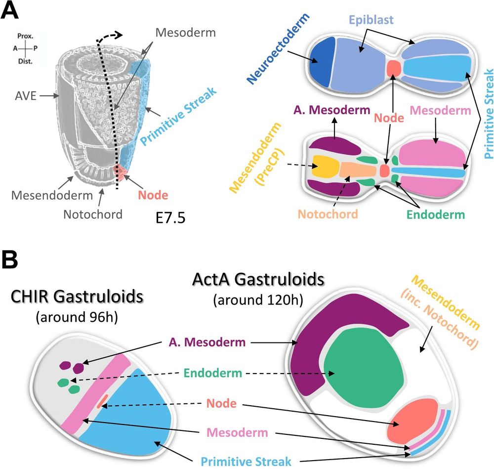 Gastruloids as an emerging technology to study the Primitive Streak