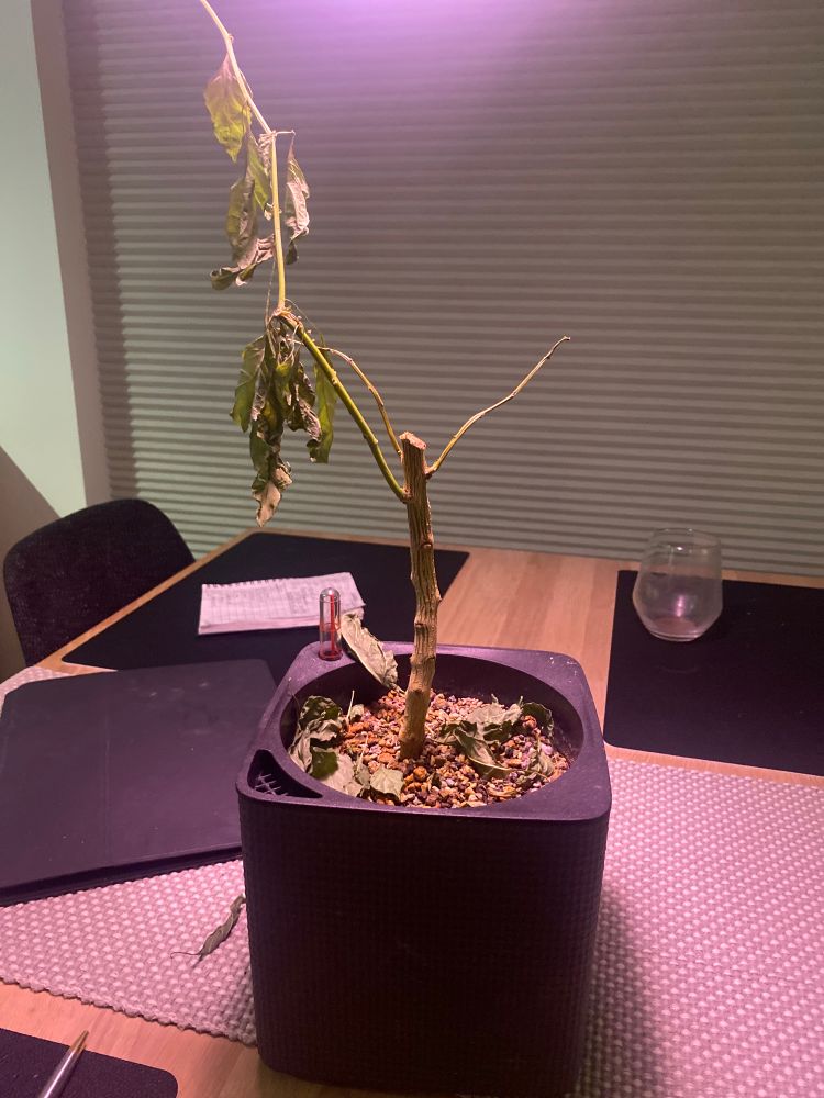 Rimelig trist chiliplante