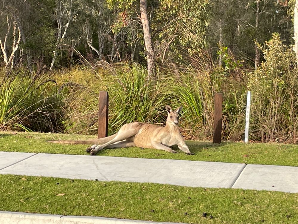 Buff kangaroo