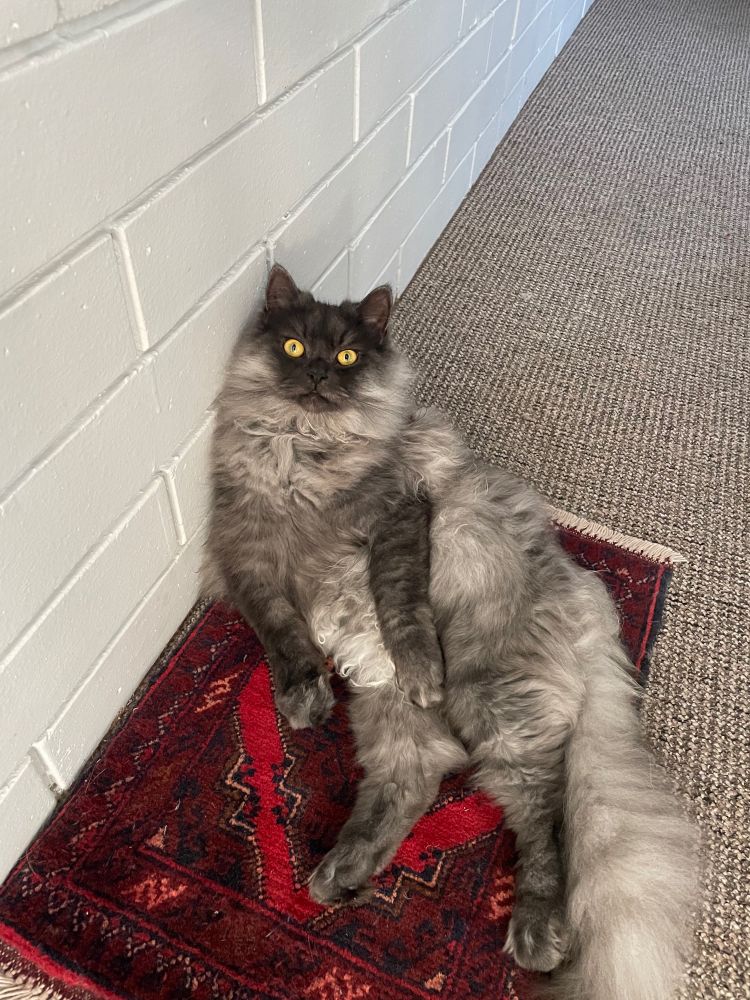 A fluffy cat sitting like a demon.