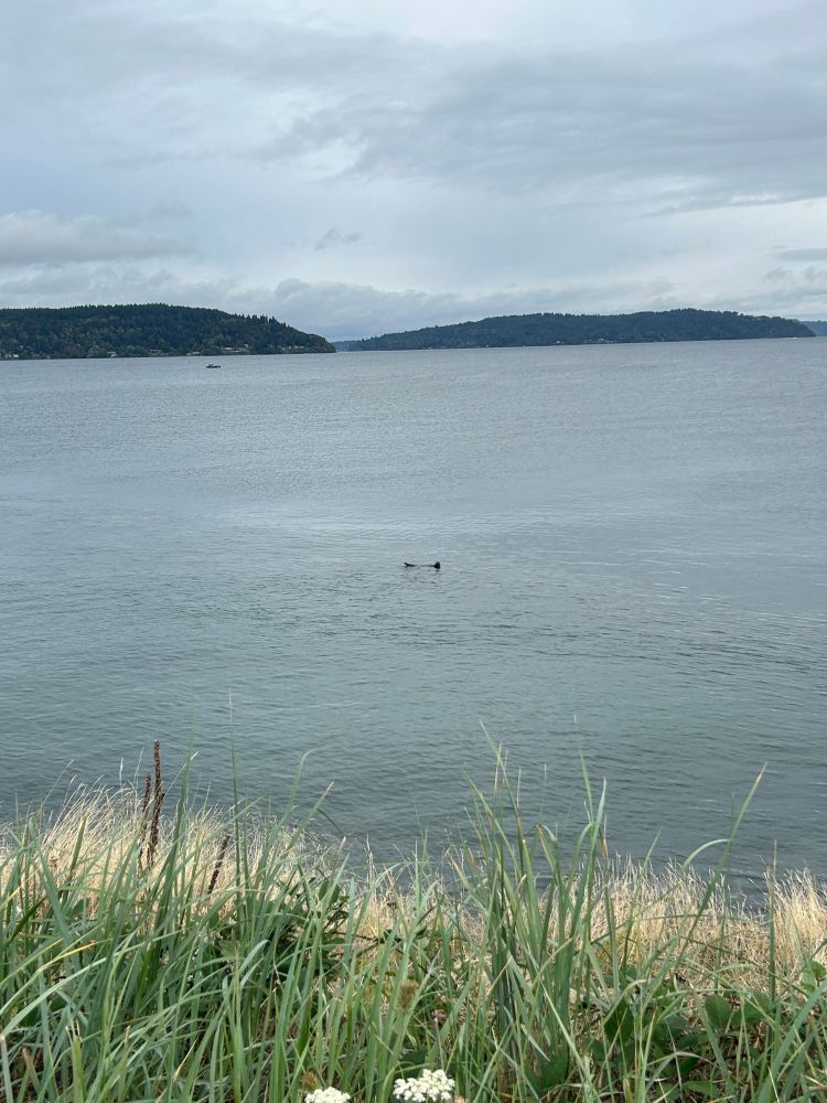 A tiny seal out in the ocean who came to say hi as we ran