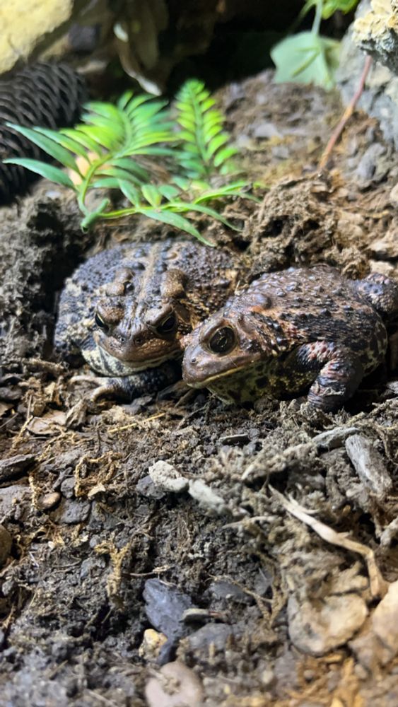 Two American toads sitting together