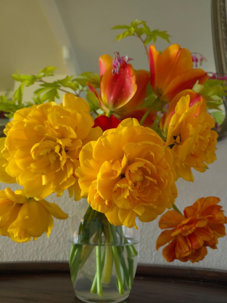 Photo of vase with deep golden yellow double daffodils, sunset red and yellow single tulips and chartreuse bleeding hearts.