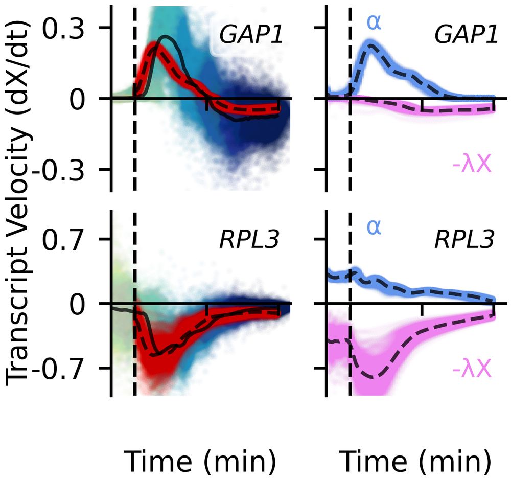 Plotting RNA velocity, transcription rate, and decay rate over time