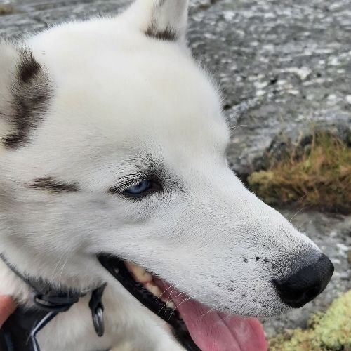 Face of white husky