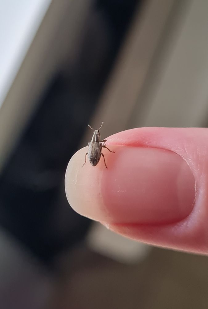 A very tiny weevil sitting on the tip of my fingernail