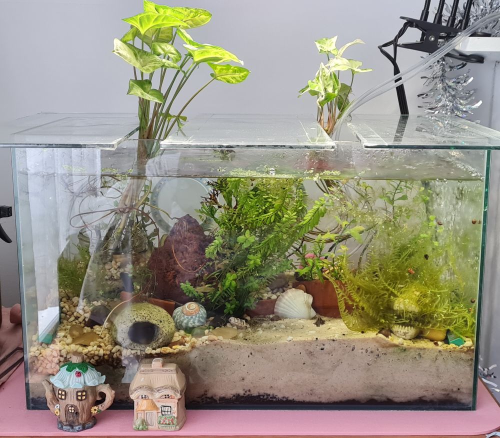 A 35 litre fresh water aquarium containing an abundance of plants, aquatic snails, cherry shrimp and one mussel. Two different coloured arrowhead plants are growing with their leaves above the water and their roots in it.