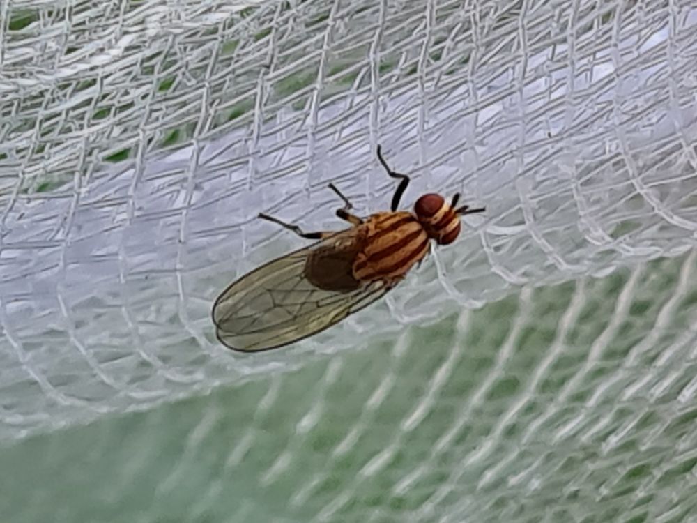 A little bug. A kind of fly