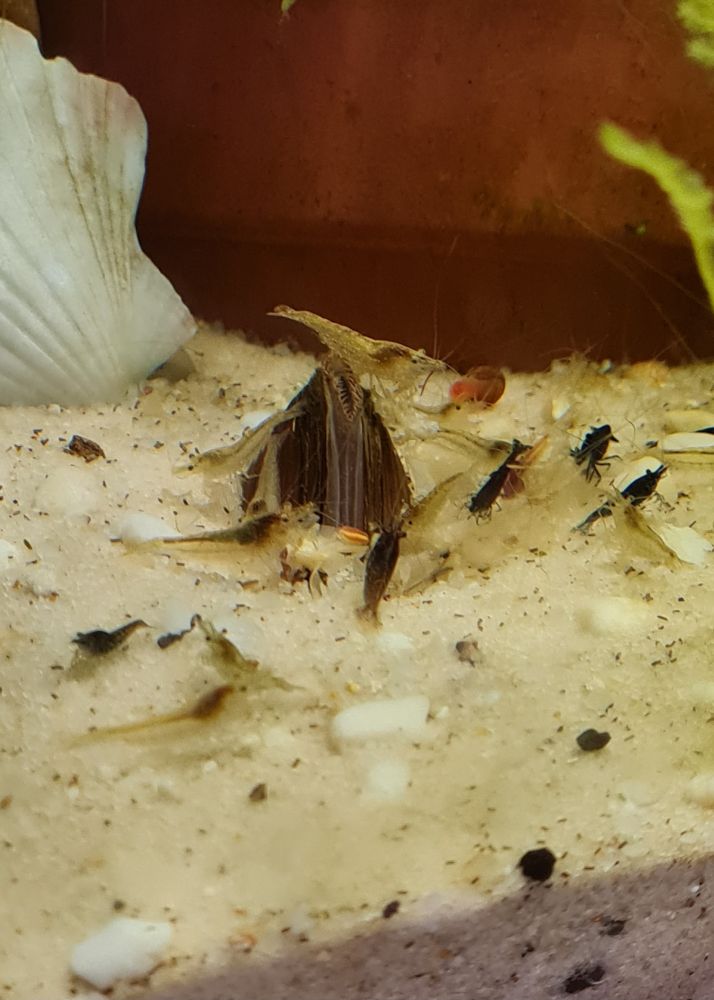 A group of cherry shrimp feeding on food flakes on sand. A mussel is sticking out of the sand in the middle of the group and some shrimp are standing on it while they eat