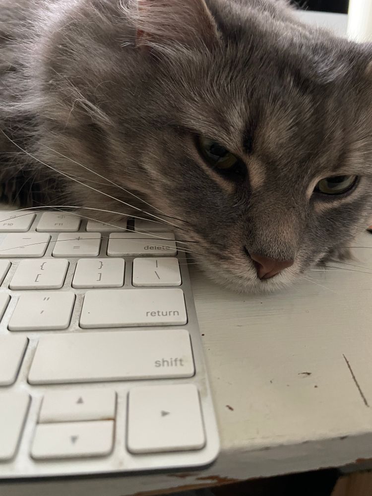 Grey striped cat face next to keyboard. 