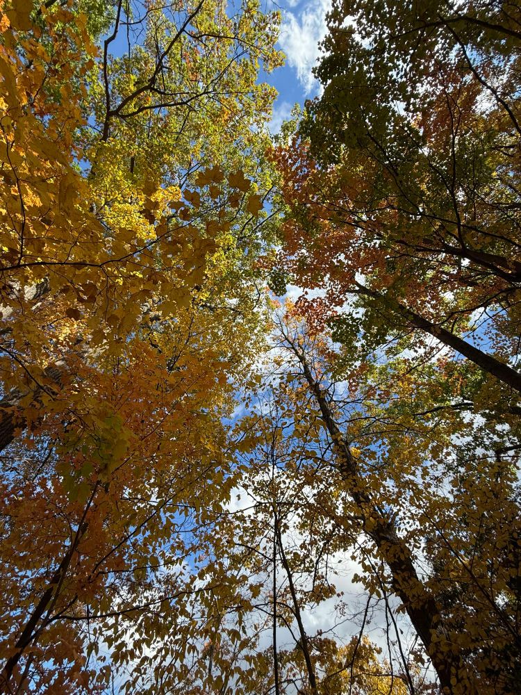 An array of autumn trees and a blue sky. 