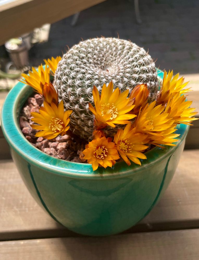 A small round cactus with spiral rings of small areoles and spines. There are several orange flowers growing from the side and base. It's in a blue green pot.