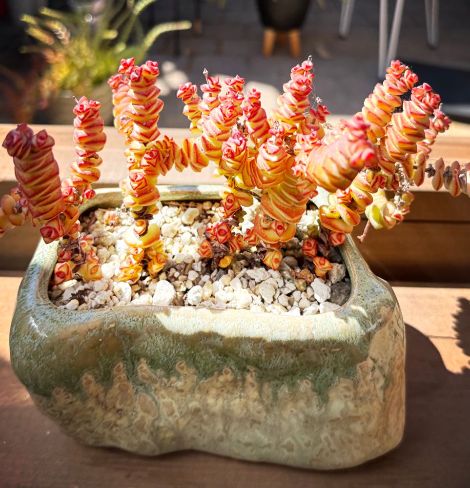A 3-4 yo Crassula perforata with tightly stacked red and yellow leaves in a diamond or triangle shape. The leaves are normally green and rust colored in colder months.