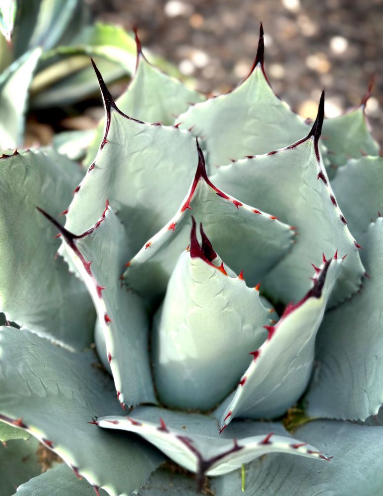 An Agave parryi (parry's agave). It has a rosette of flat but fleshy leaves that are wide in the middle and come to a sharp point. There are red teeth/thorns and inch long terminal spines. Two young leaves are growing in the center and their long spines are close together. 
