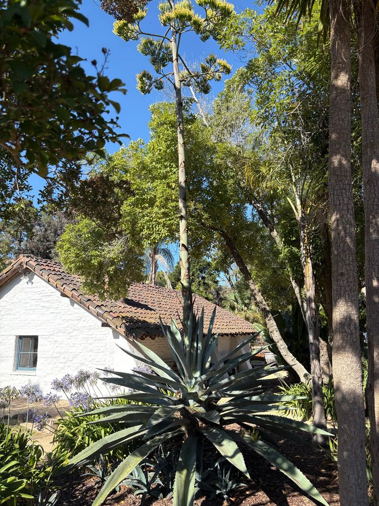 A well maintained old adobe in a lush garden of trees and native plants. It has a white exterior and tile roof. A large agave is in the foreground with a 20' tall bloom stalk. 